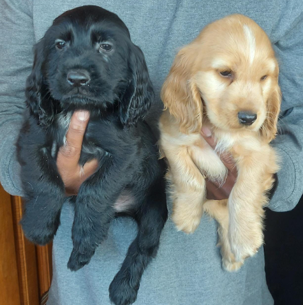 Buy Male Cocker Spaniel  Puppy from Delhi