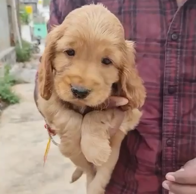 Cocker Spaniel dog price in Chennai