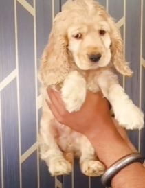 Purchase Friendly  Cocker Spaniel  Puppy from Delhi