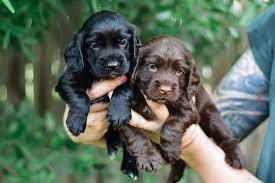 Purchase Friendly  Cocker Spaniel  Puppy from Goa