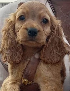 Order Female Cocker Spaniel  Puppy from Goa
