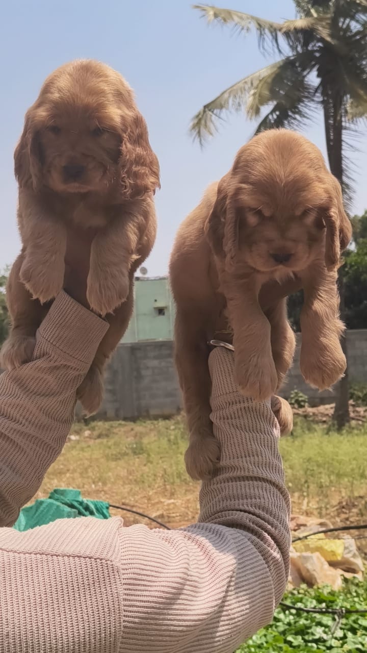 Cocker Spaniel puppy From Vizag   for sale