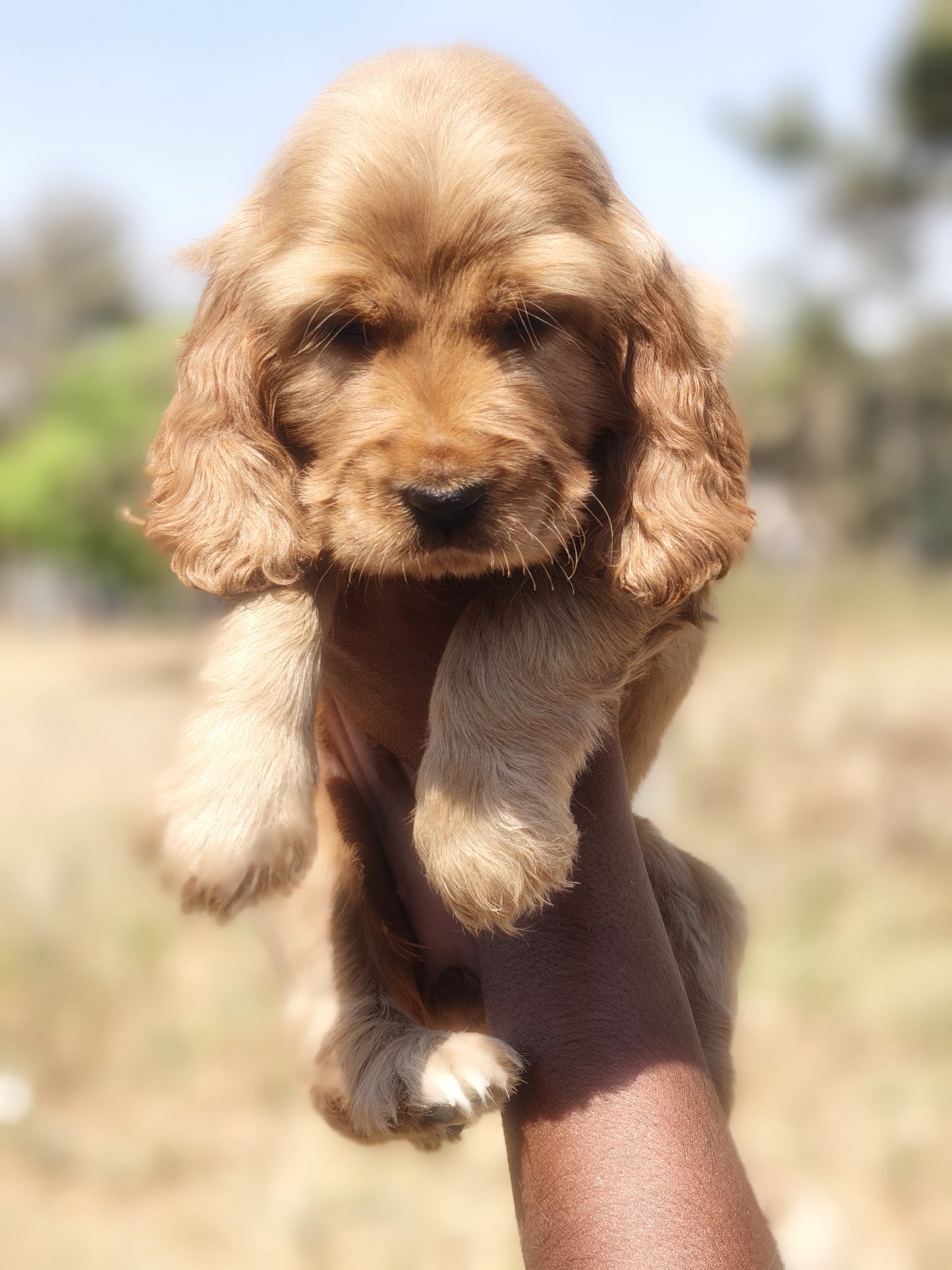 Cocker Spaniel puppy price in  Hyderabad