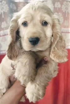 Cocker Spaniel Puppies in  Hyderabad
