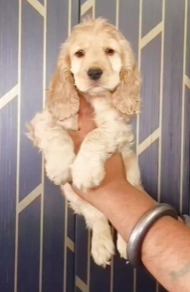 Cocker Spaniel Puppies in Jaipur