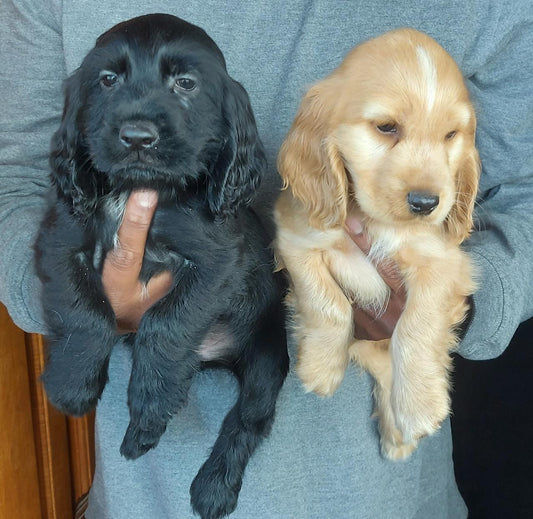 Cocker Spaniel Puppies in  Bangalore