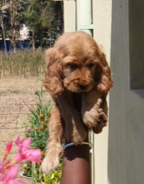 Cocker Spaniel dog price in Hyderabad