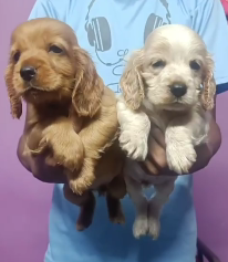 Cocker Spaniel dog price in Ahmedabad