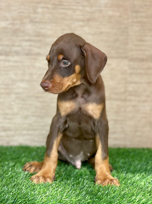 Doberman puppy price in  Chennai