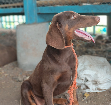 Purchase Doberman Puppy from Pune.