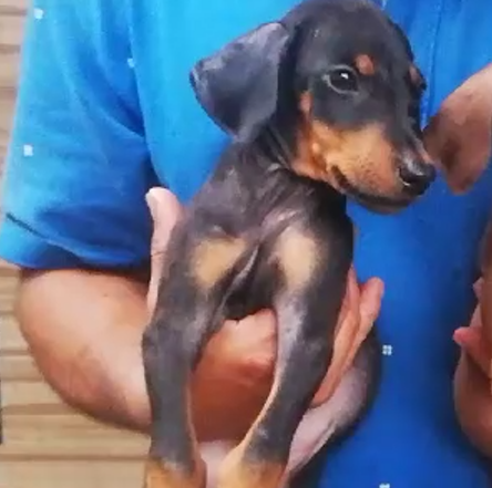 Order Doberman Puppy from Mumbai