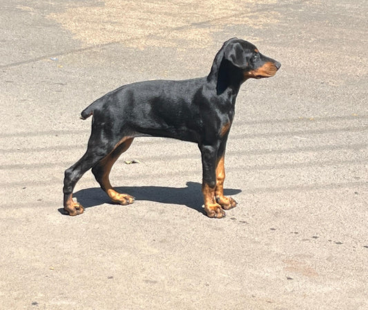 Buy Best Quality Doberman Puppy from Pune