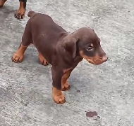 Order Female Doberman Puppy from Mumbai