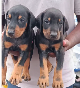 Buy lovable Doberman  Puppy from Kolkata