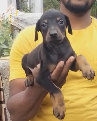 Buy Male Doberman Puppy from Goa