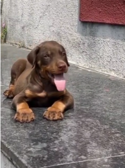 Order Female  Doberman Puppy from Goa