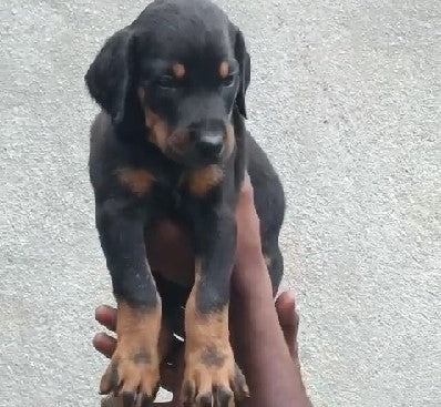 Athletic Doberman Puppy 