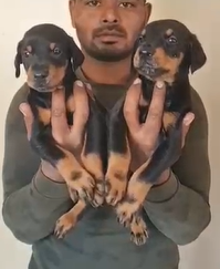 Doberman Puppies in  Hyderabad
