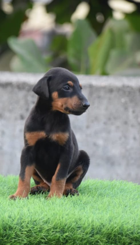 Doberman puppy price in  Hyderabad