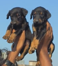 Doberman dog price in  Bangalore