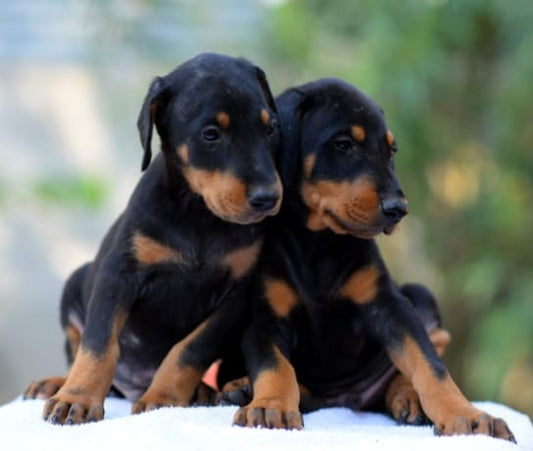 Doberman Puppies in  Jaipur