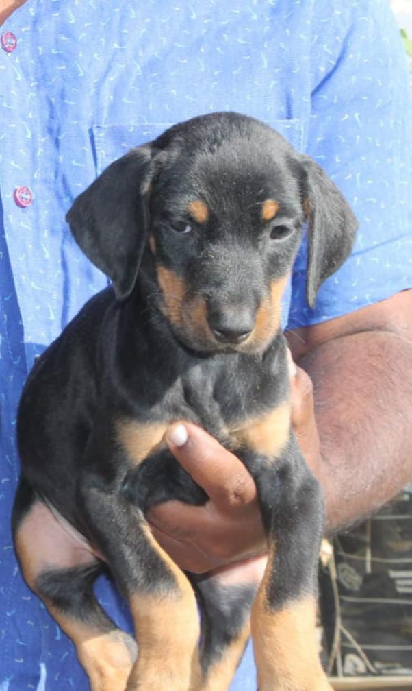 Doberman puppy price in Bangalore