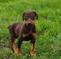great Dane puppy From Hyderabad  for sale