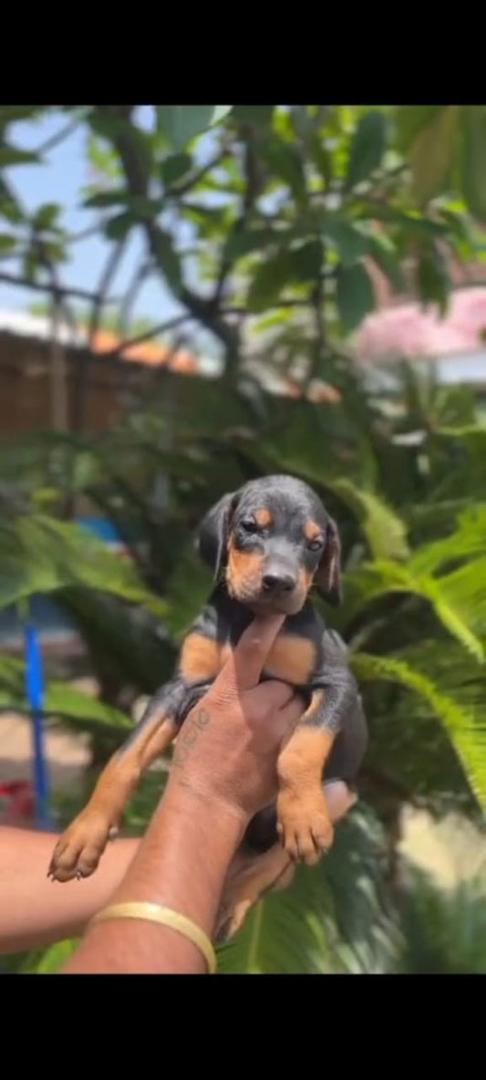 Buy lovable  Doberman Puppy from Goa