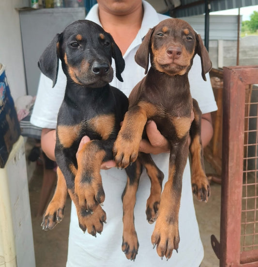 Purchase Friendly Doberman Puppy from Goa