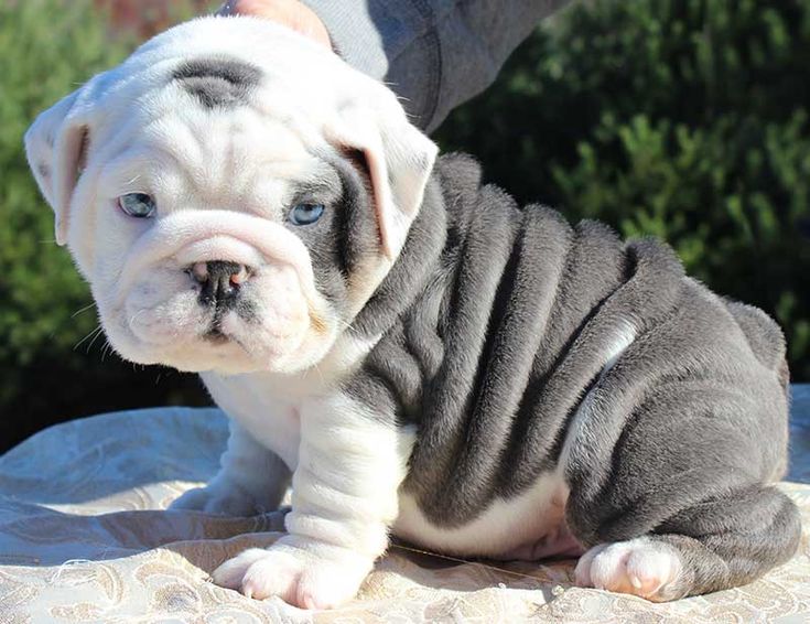 Buy  English Bulldog Puppy from Pune