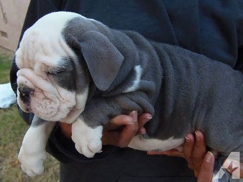 Order English Bulldog Puppy from Pune