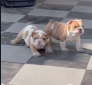 Purchase Friendly  English Bulldog Puppy from Goa