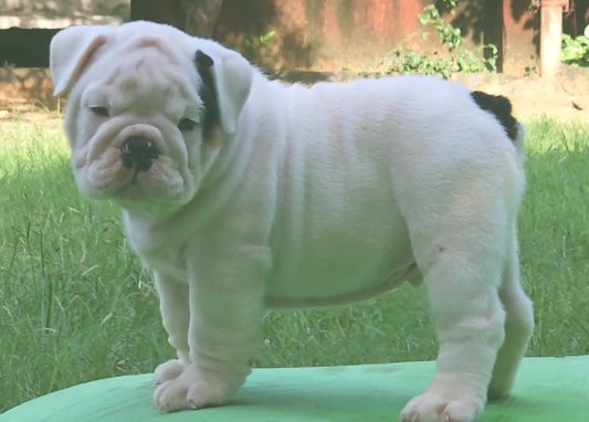 English Bulldog puppy price in  Chennai