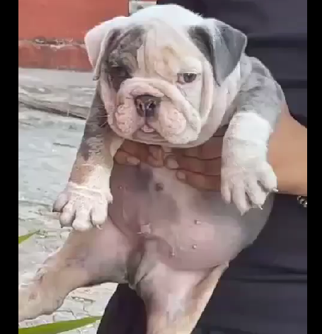 Gentle English bulldog Puppy