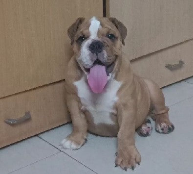 Purchase English Bulldog Puppy from Pune