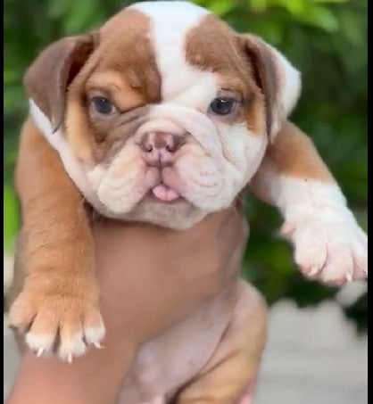 Sweet english bulldog puppy
