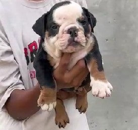 English Bulldog dog price in Chennai