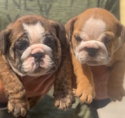 Buy Best Quality English Bulldog Puppy from Pune