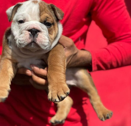 English Bulldog puppy From Chennai   for sale