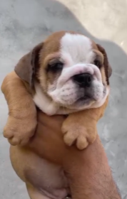 English Bulldog dog price in Jaipur