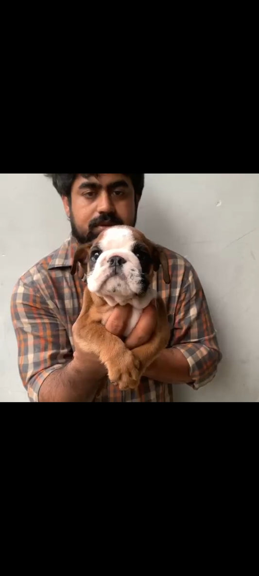 English Bulldog dog price in Hyderabad