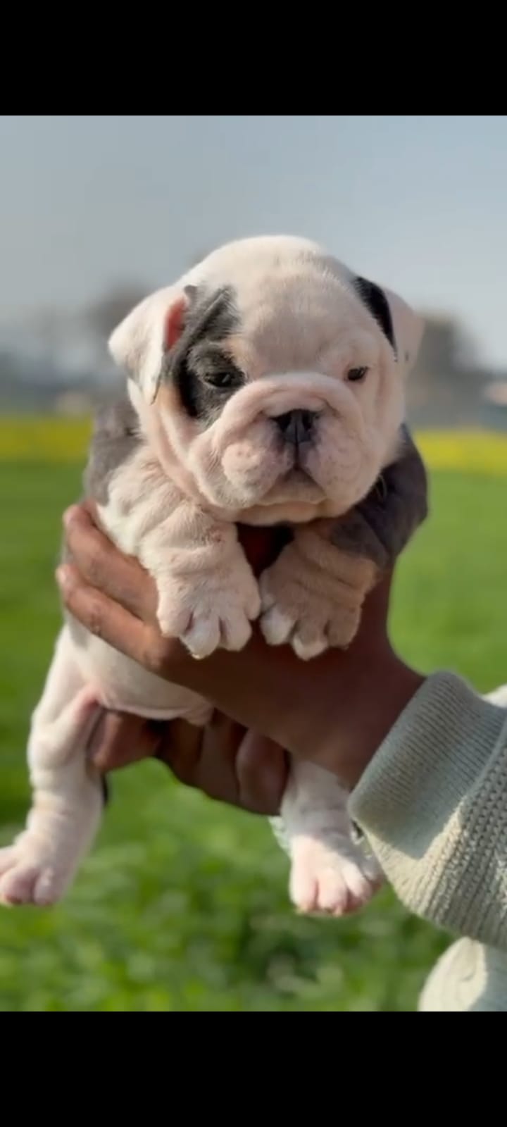 English Bulldog dog price in  Bangalore