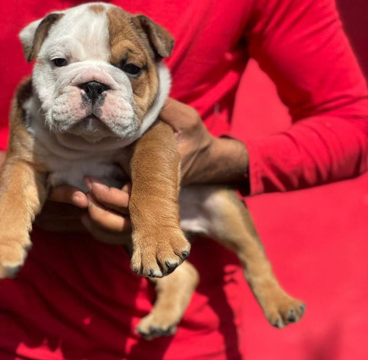 English Bulldog dog price in Vizag