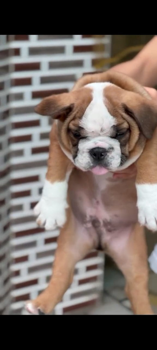 English Bulldog puppy price in  Hyderabad