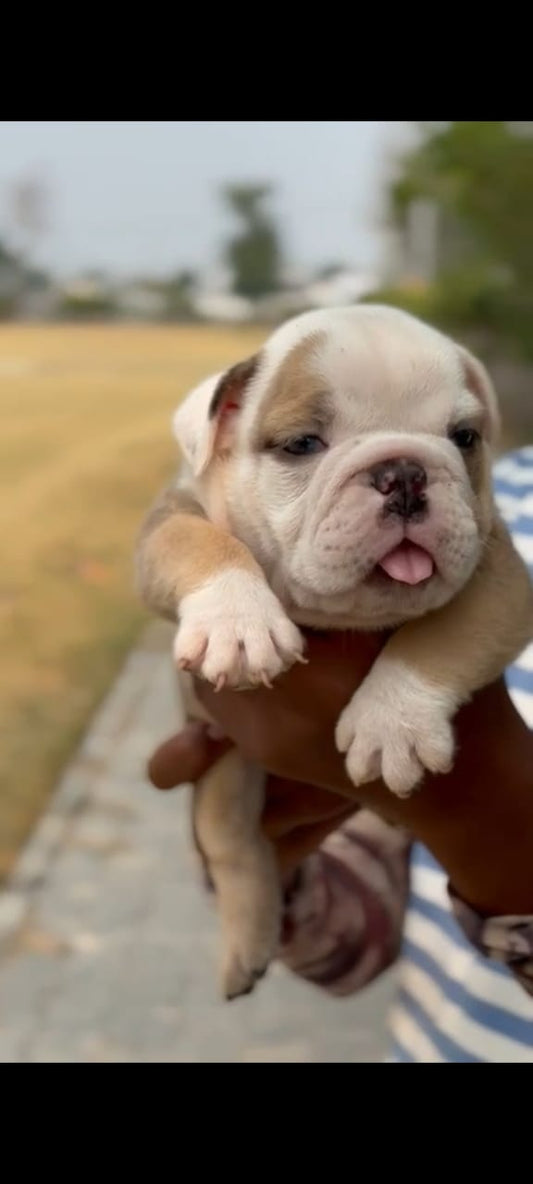 English Bulldog puppy price in  Vizag