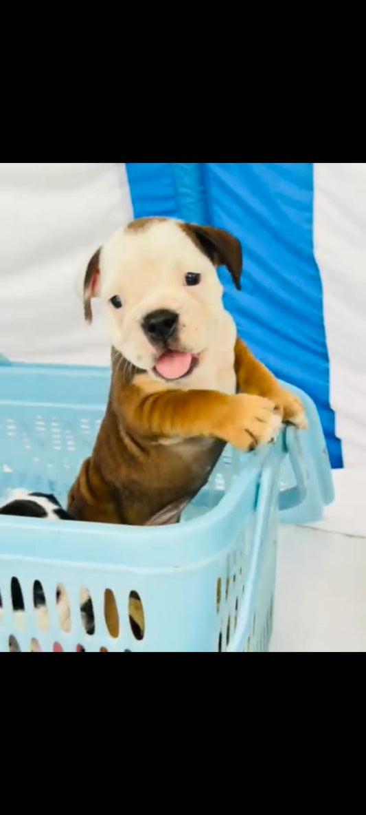 English Bulldog Puppies in  Jaipur
