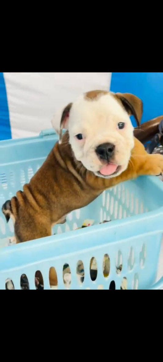 Poodle puppy From Vizag   for sale