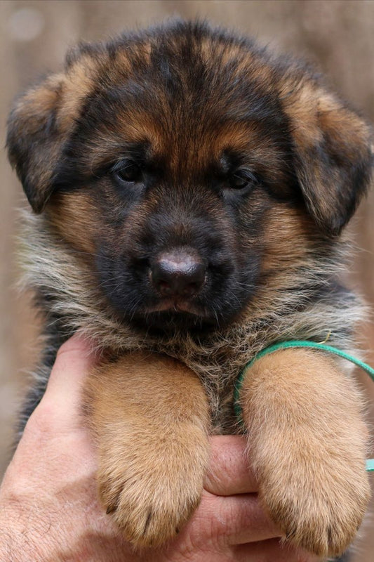 German Shepherd Puppies in  Vizag