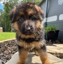 Loyal German shepherd Puppy