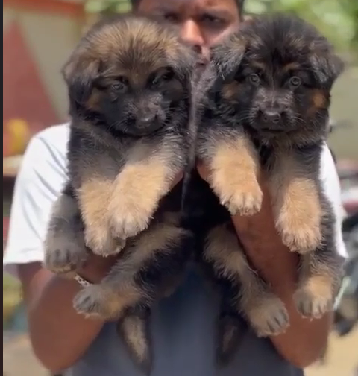 Powerful German shepherd Puppy